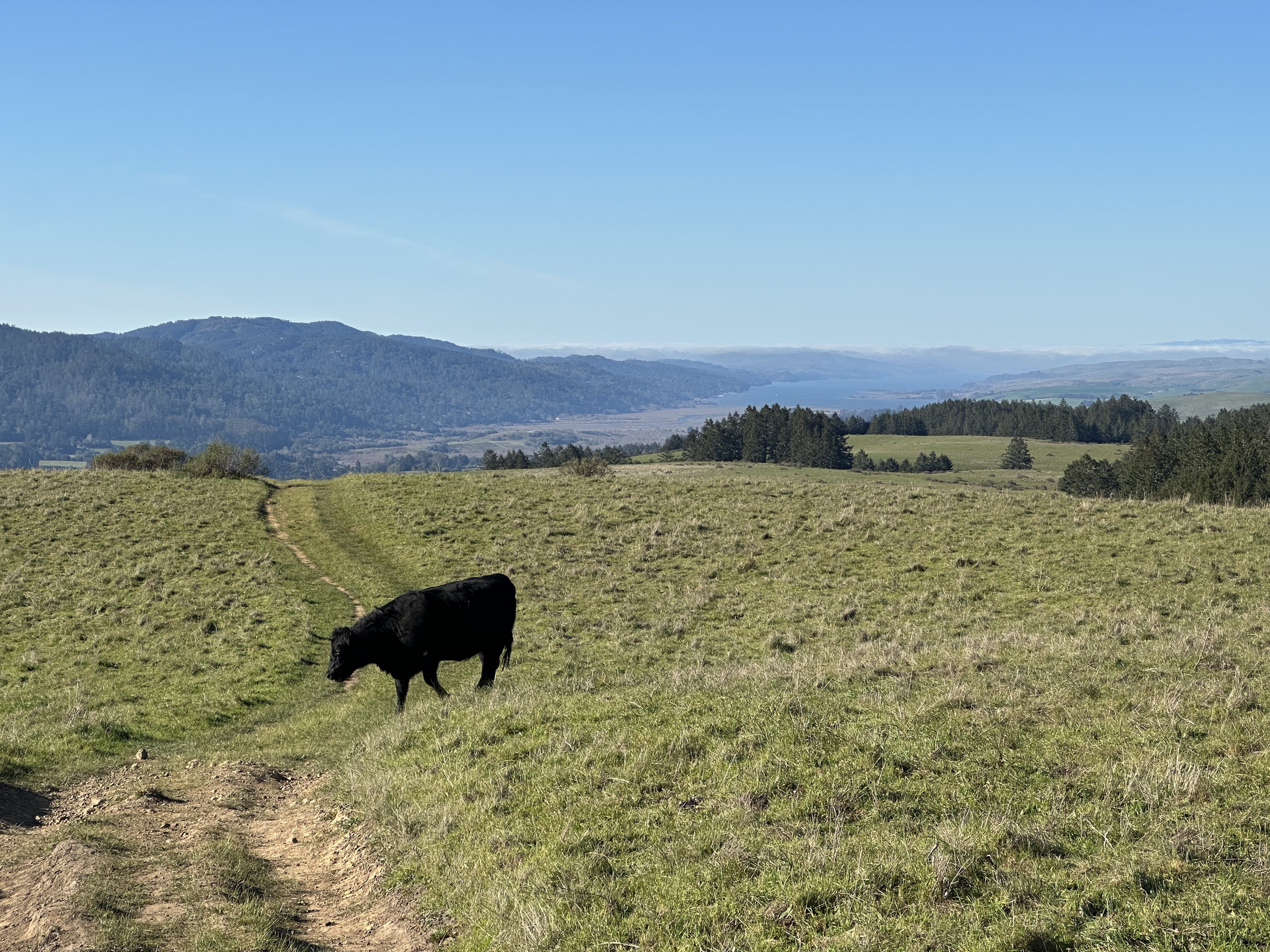 Cow on Bolinas Ridge